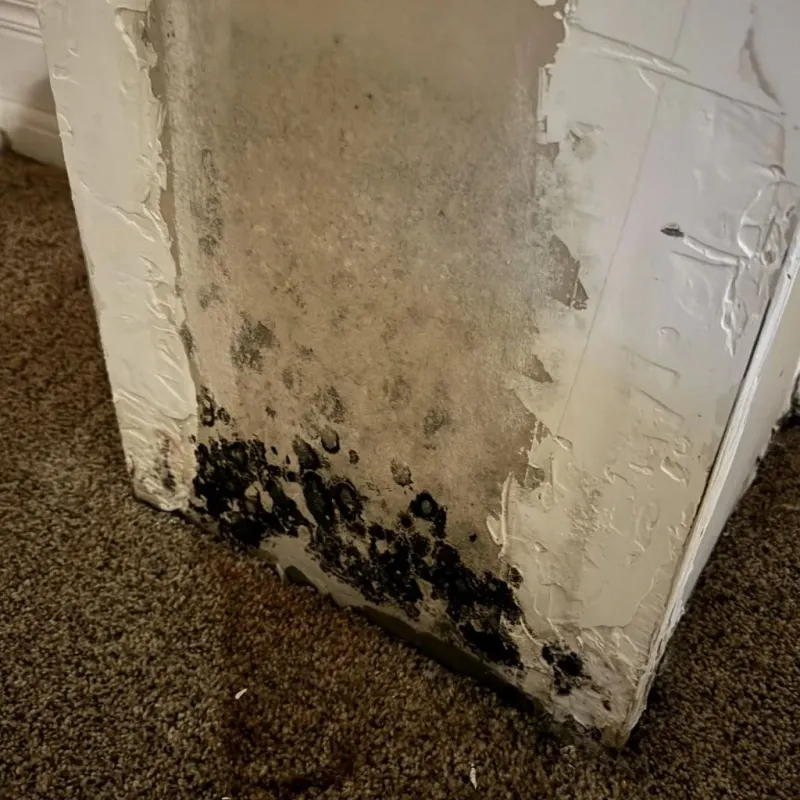 Professional Mold Removal in Pasco, WA